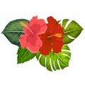 Set of tropical flowers elements. Collection of hibiscus flowers on a white background. Vector illustration bundle Royalty Free Stock Photo