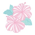 Set of tropical flowers elements. Collection of hibiscus flowers on a white background. Vector illustration bundle. Royalty Free Stock Photo