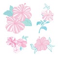 Set of tropical flowers elements. Collection of hibiscus flowers on a white background. Royalty Free Stock Photo