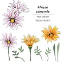 Set of tropical flowers, large daisies on a white background. Vector illustration of bright spring flowers. Gerberas, African Royalty Free Stock Photo