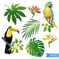 Set of tropical flowers, leaves and birds. Toucan. Vector. Royalty Free Stock Photo