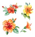 A set of tropical flowers, orange and yellow hibiscus Royalty Free Stock Photo