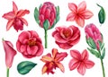 Set of tropical flowers, orchid, calla, plumeria, camellia and protea. Watercolor isolated floral elements.