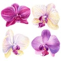 Set of tropical flowers orchid, flora watercolor illustration, botanical painting, hand drawing. Royalty Free Stock Photo