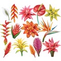 Set of Tropical Flowers Royalty Free Stock Photo