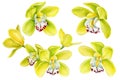 Set Tropical flowers, Yellow Orchids on isolated white background, watercolor botanical illustration Royalty Free Stock Photo