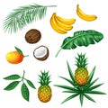 Set of tropical fruits and leaves. Objects for decoration, design on advertising booklets, packaging, menu, flayers Royalty Free Stock Photo