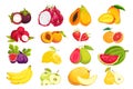 A set of tropical fruits.Mango.papaya, melon, lychee, etc. Royalty Free Stock Photo