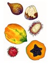 A set of tropical fruits: papaya, rambutan and snakefruit