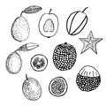 Set of tropical fruits, vector illustration, guava, carambola, kumquat, lychee and passion fruit, hand drawn sketch