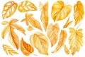 Set of tropical gold leaves on an isolated white background. Watercolor autumn illustration. Dry palm leaf