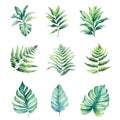 A set of tropical green leaves and ferns with a white background. Royalty Free Stock Photo