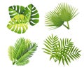 Set of tropical green leaves. Flat style palm leaf. Exotic plants icon. Vector illustration isolated on white background Royalty Free Stock Photo