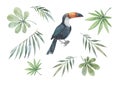 Set of tropical green leaves and toucan bird on a white background. Watercolor Royalty Free Stock Photo