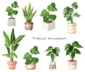 A set of tropical houseplants, Indoor plants in the flowerpot in watercolor vector