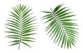 Set with tropical Howea palm tree leaves