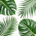 Tropical leaf patterns set isolated on white background Royalty Free Stock Photo