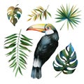 Set of tropical leaves and bird toucan. Watercolor drawing Royalty Free Stock Photo