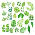 Set of tropical leaves. Collection of exotic palm leaves. Monstera leaf. Botanical plant collection. Leaf icon set. Green leaf Royalty Free Stock Photo