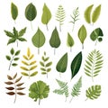 Set of tropical leaves. Collection of exotic palm leaves. Monstera leaf. Botanical plant collection. Leaf icon set. Green leaf Royalty Free Stock Photo