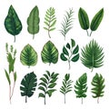 Set of tropical leaves. Different green leaf collection. Colorful vector illustration on white background in cartoon style Royalty Free Stock Photo