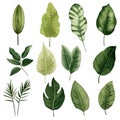 Set of tropical leaves. Different green leaf collection. Colorful vector illustration on white background in cartoon style Royalty Free Stock Photo
