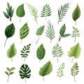 Set of tropical leaves. Different green leaf collection. Colorful vector illustration on white background in cartoon style Royalty Free Stock Photo