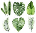 Set of tropical leaves. Green leaves. Exotic branches. Watercolour illustration on white background. Royalty Free Stock Photo