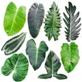 Set of Tropical leaves isolated on white background. Beautiful tropical exotic foliage. Natural of Beautiful Tropical green leaves Royalty Free Stock Photo