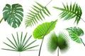 Set of Tropical Leaves Isolated on White Background with Clipping Path Royalty Free Stock Photo