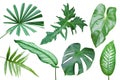 Set of Tropical Leaves Isolated on White Background with Clipping Path Royalty Free Stock Photo