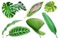 Set of Tropical Leaves Isolated on White Background with Clipping Path Royalty Free Stock Photo