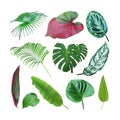 Set of Tropical Leaves Isolated on White Background with Clipping Path Royalty Free Stock Photo