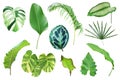 Set of Tropical Leaves Isolated on White Background with Clipping Path Royalty Free Stock Photo