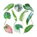 Set of Tropical Leaves Isolated on White Background with Clipping Path Royalty Free Stock Photo