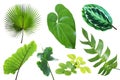 Set of Tropical Leaves Isolated on White Background with Clipping Path Royalty Free Stock Photo