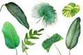 Set of Tropical Leaves Isolated on White Background with Clipping Path Royalty Free Stock Photo