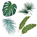 Set of tropical leaves. isolated on white background. Vector illustration Royalty Free Stock Photo