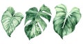 Set of tropical leaves. Jungle, botanical watercolor illustrations, floral elements, palm leaves, fern and others. Royalty Free Stock Photo