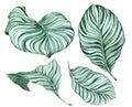 Set of tropical leaves. Hand drawn watercolor set of Anthurium green leaves and home plant, isolated