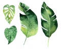 Set of tropical leaves. Hand drawn watercolor set of Anthurium green leaves and home plant, isolated