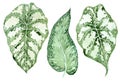 Set of tropical leaves. Jungle, botanical watercolor illustrations, floral elements, palm leaves, fern and others. Hand drawn