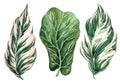 Set of tropical leaves. Jungle, botanical watercolor illustrations, floral elements, fern and others.