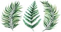 Set of tropical leaves. Jungle, botanical watercolor illustrations, floral elements, palm leaves, fern and others. Hand drawn Royalty Free Stock Photo