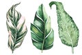 Set of tropical leaves. Jungle, botanical watercolor illustrations, floral elements, palm leaves, fern and others. Hand drawn Royalty Free Stock Photo