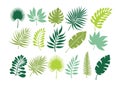 Set of tropical leaves. Jungle foliage Royalty Free Stock Photo