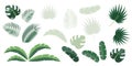 Set of tropical leaves of palm, fern, monstera, banana isolated on white background Royalty Free Stock Photo