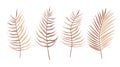 Set of tropical leaves of palm tree. Exotic boho collection of earth tone colors plants. Hand drawn botanical vector illustration Royalty Free Stock Photo