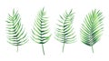 Set of tropical leaves of palm tree. Exotic collection of green gradient plant. Hand drawn botanical vector illustration elements Royalty Free Stock Photo