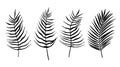 Set of tropical leaves of palm tree. Exotic collection of silhouette plants. Hand drawn botanical vector illustration elements Royalty Free Stock Photo